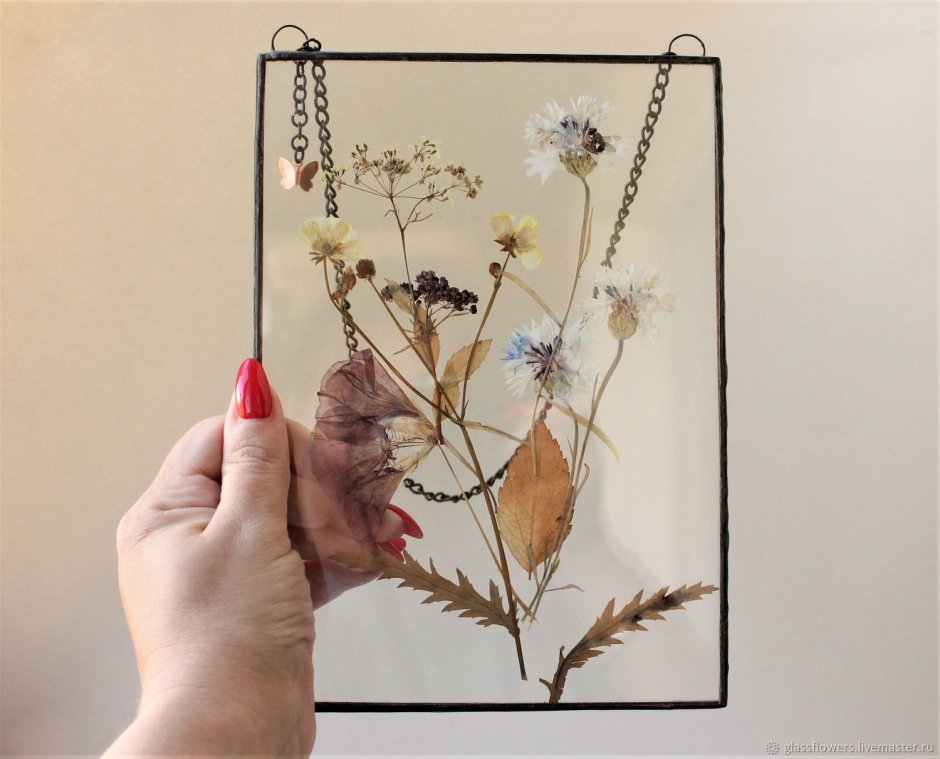 Ботанический гербарий