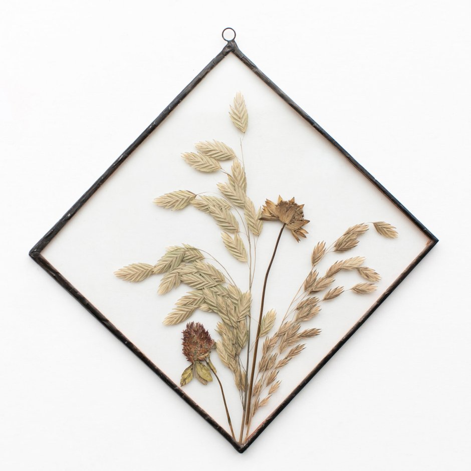 Гербарий из папоротника в рамке