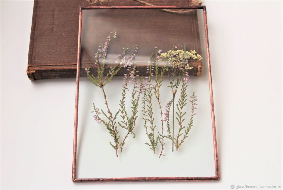Гербарий в рамке
