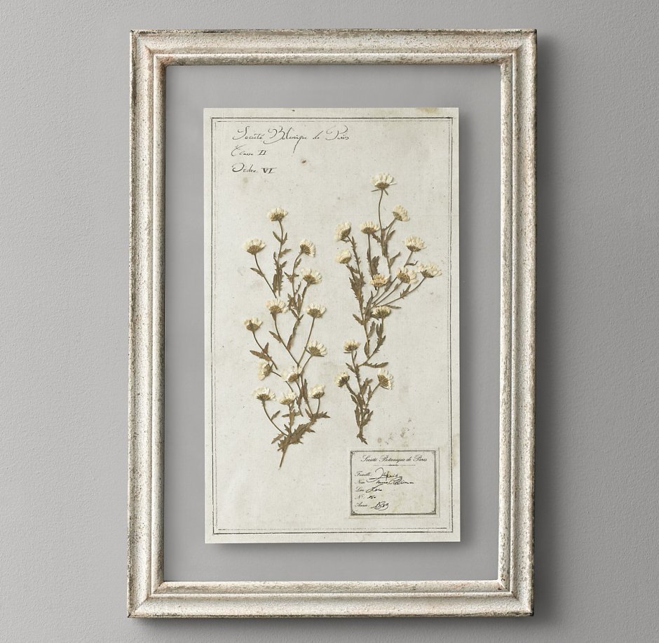 Цветочный гербарий в рамке