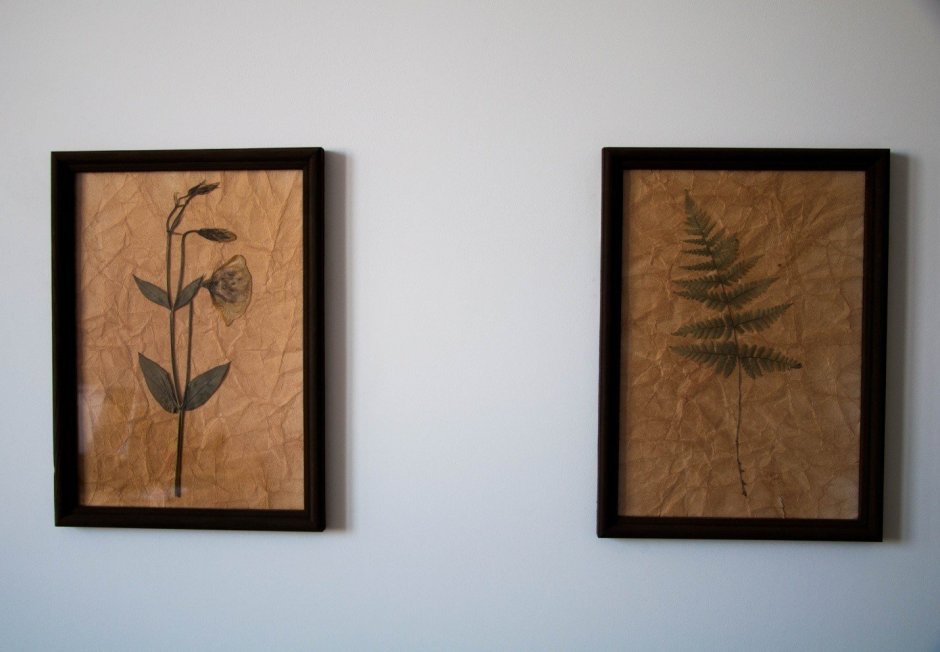 Вереск гербарий