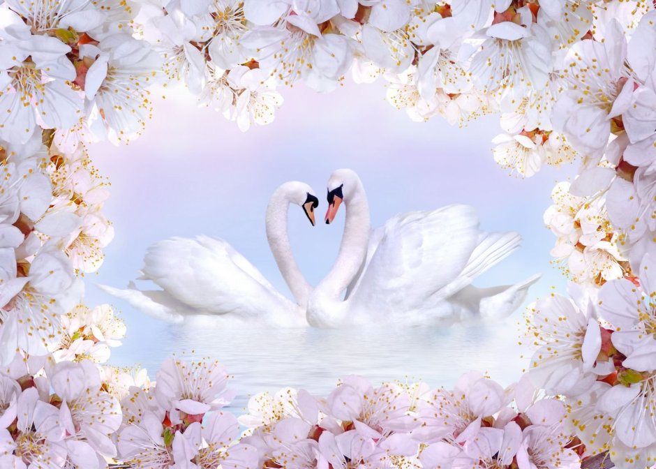 Лебеди и Лотосы