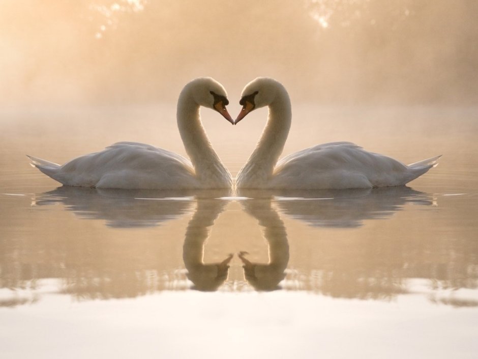 Лебеди маслом на холсте