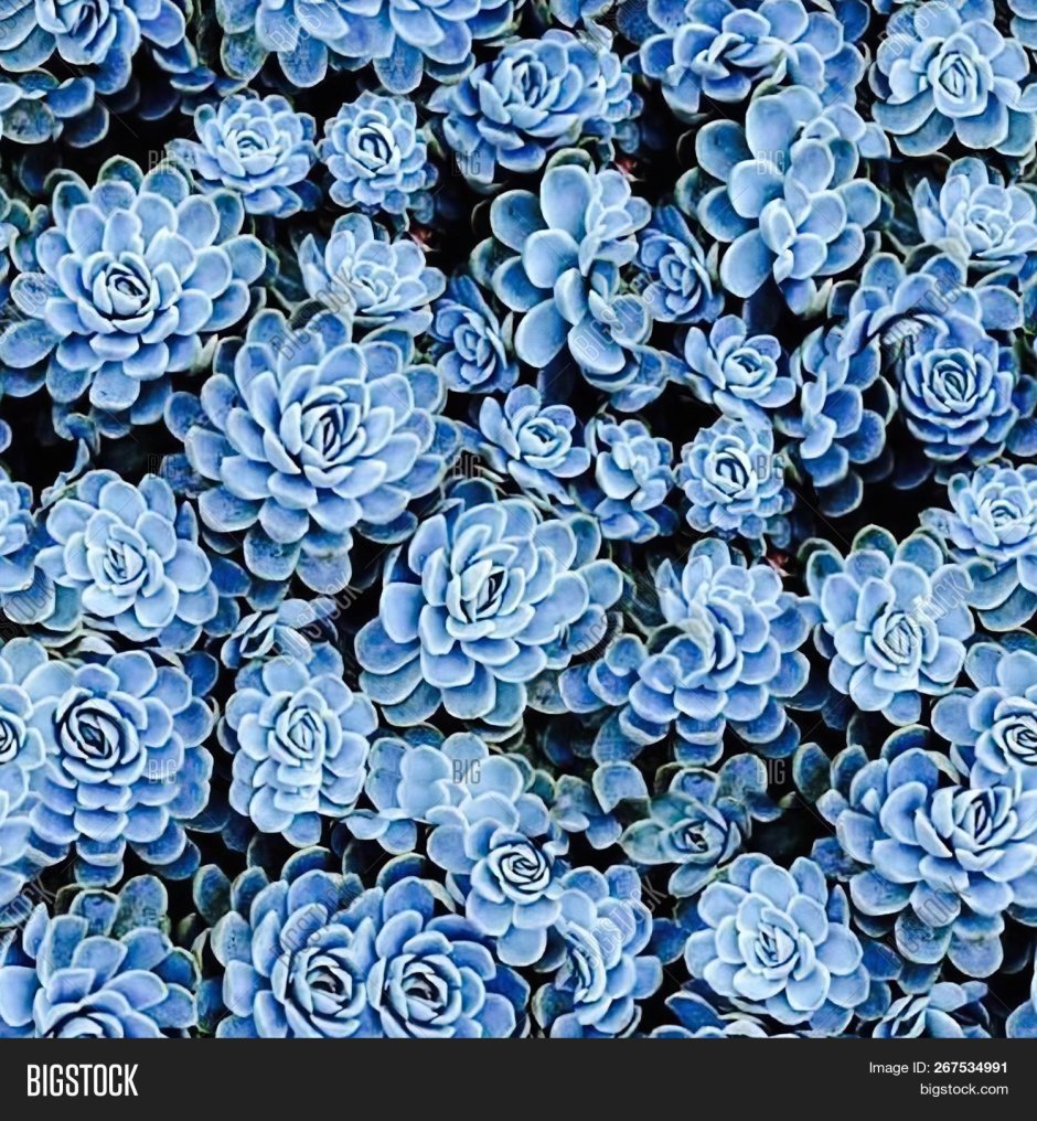 Серо голубой сочетание цветов