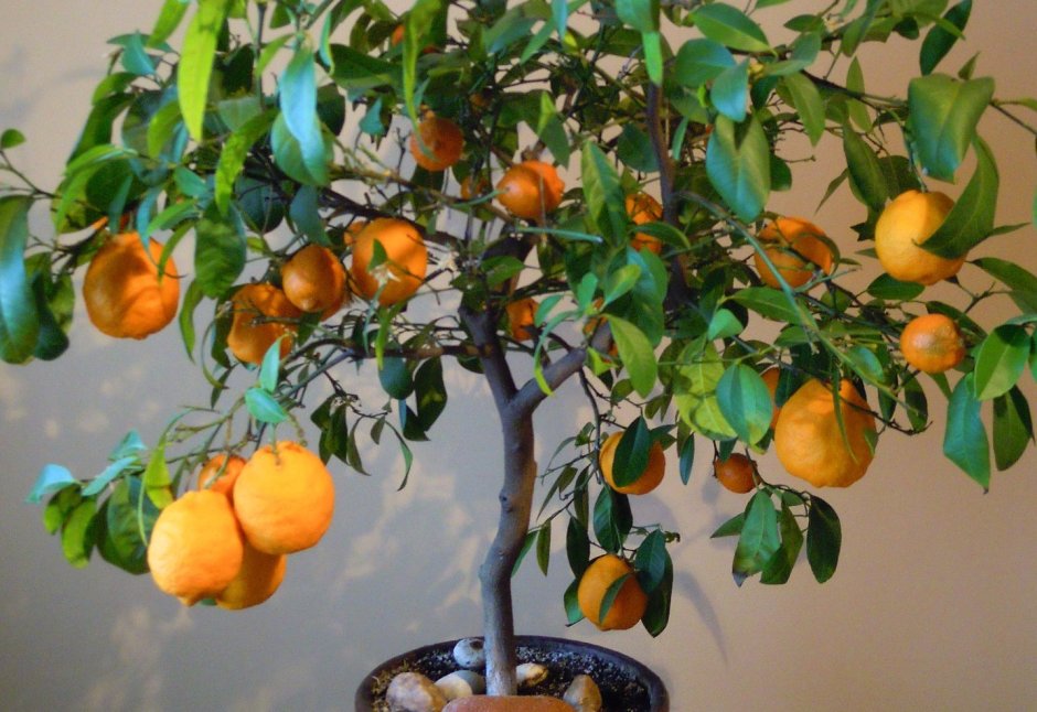 Лимонное дерево Мейера
