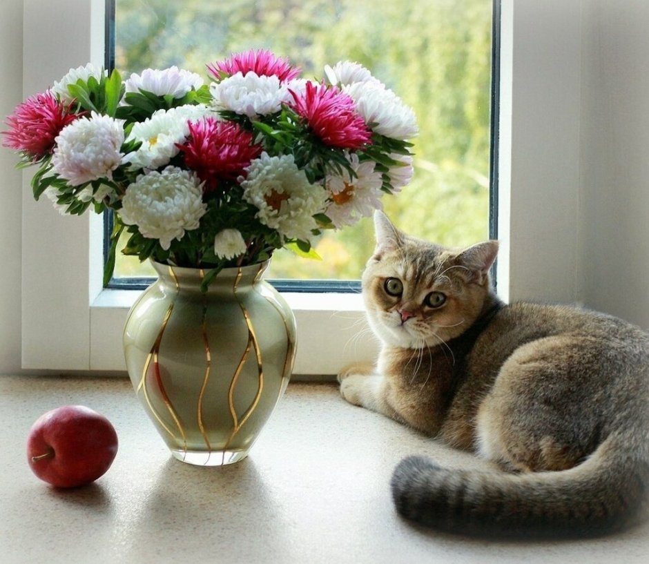 Кот в вазе