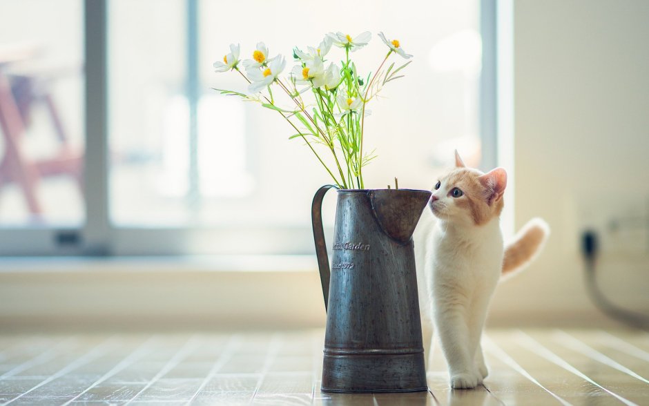 Ваза цветы и котенок