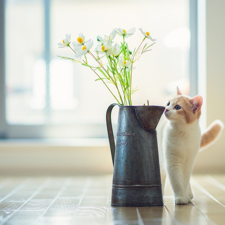 Эстетика ваза кошка