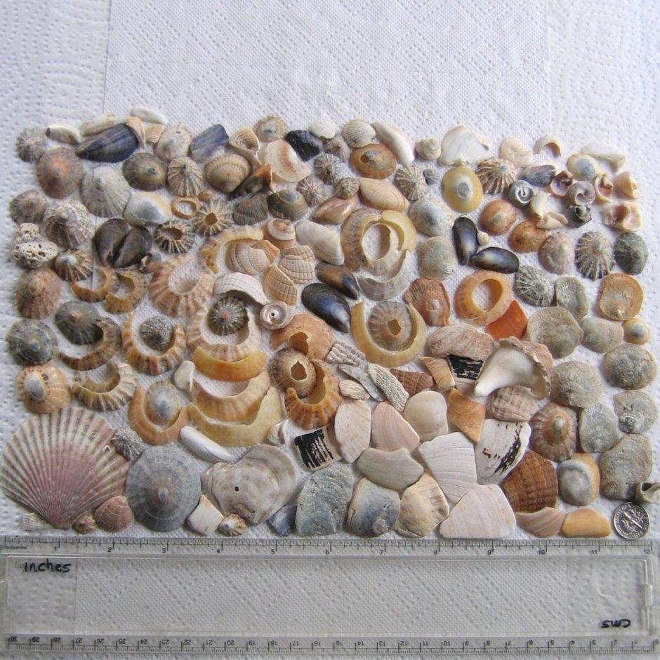 Мозаика из раковин моллюсков
